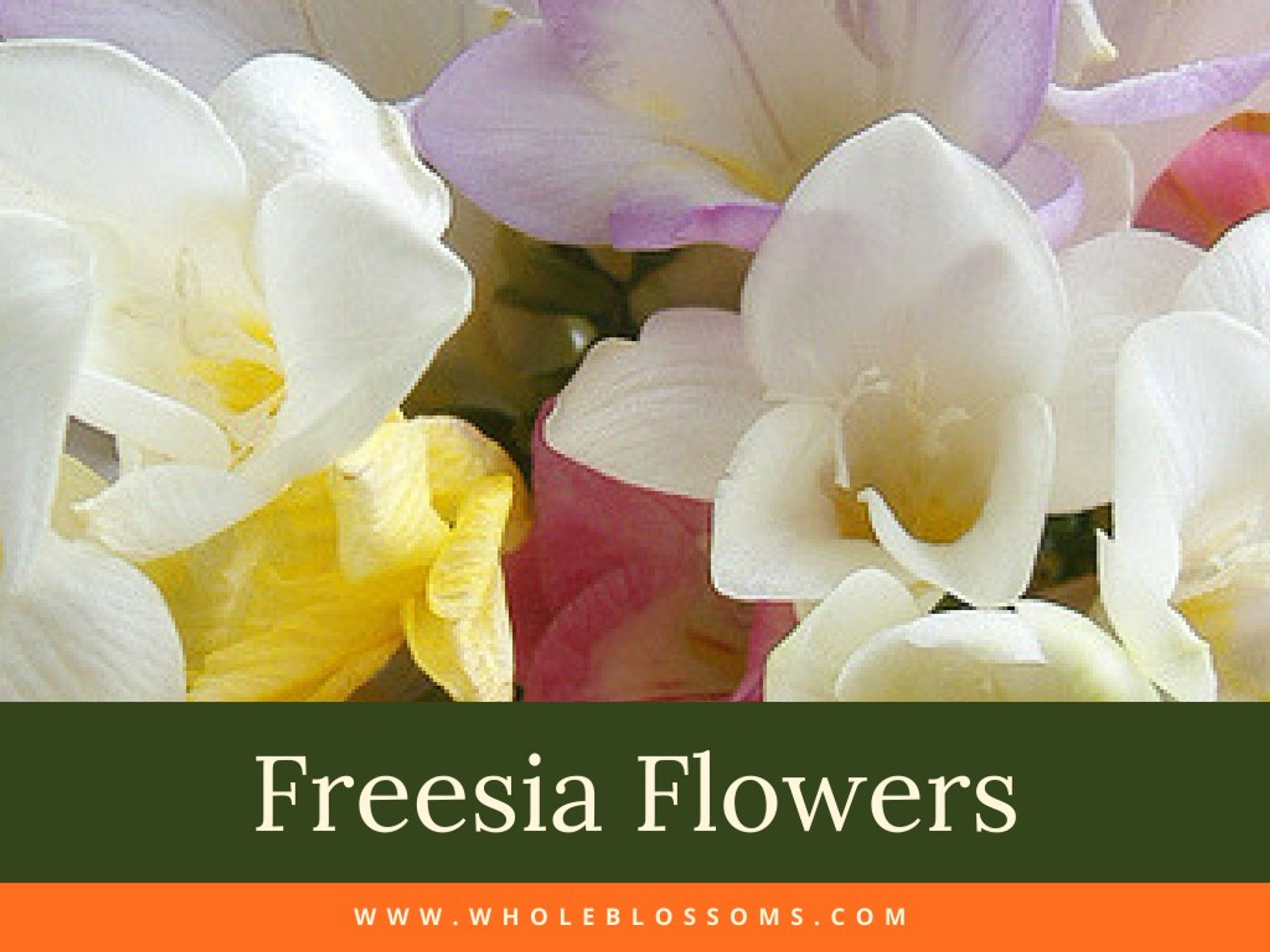 Ppt Freesia Flowers Most Fragrant Flower In The World Powerpoint Presentation Id 7863332