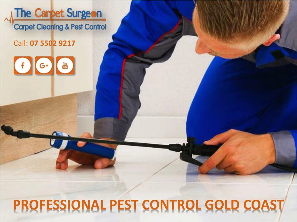 Ppt Professional Pest Control Gold Coast Powerpoint Presentation Free Download Id 7883522