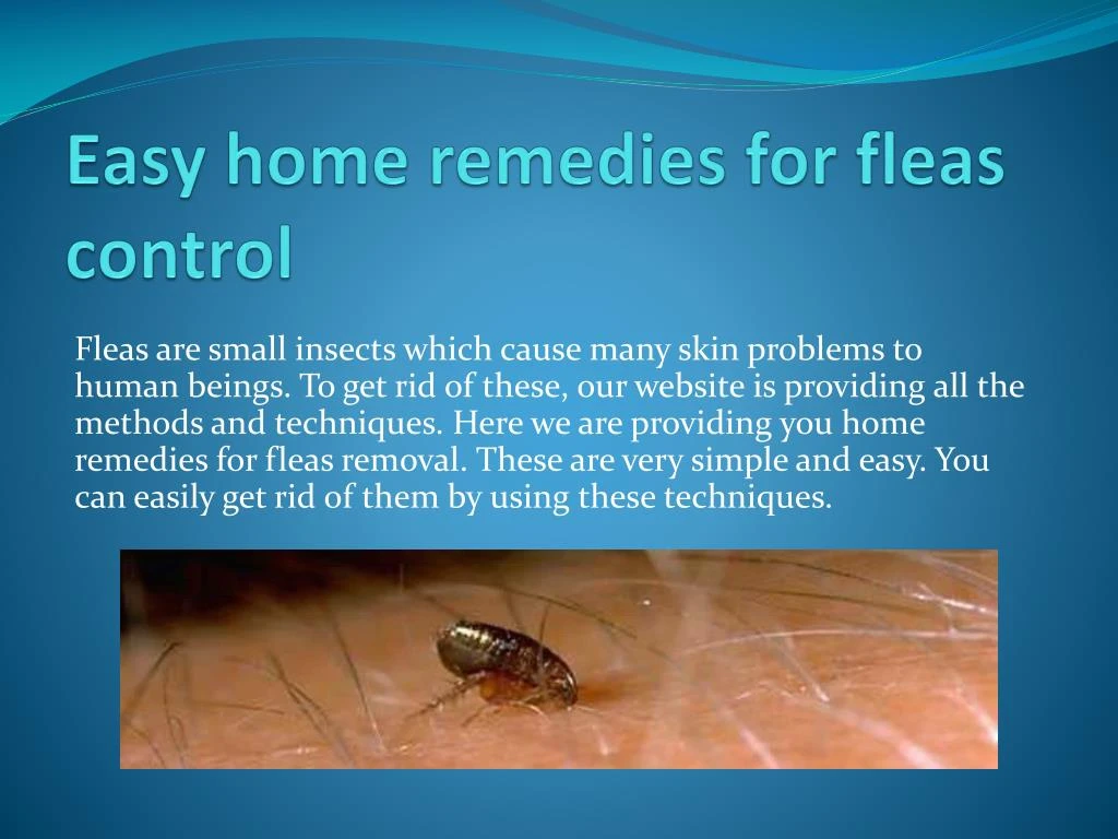 Ppt Easy Home Remedies For Fleas Control Powerpoint Presentation