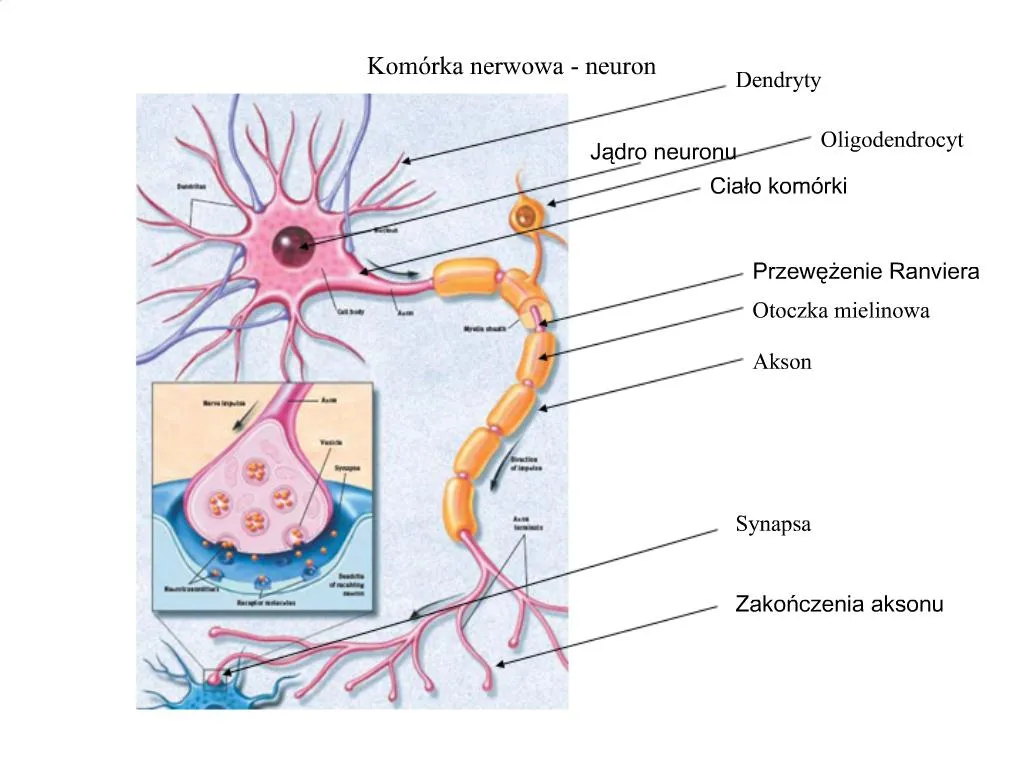 PPT - Kom Rka Nerwowa - Neuron PowerPoint Presentation, Free Download ...