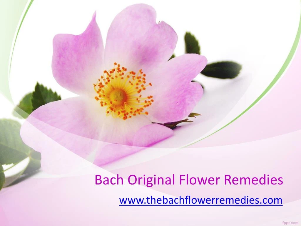 PPT - Bach Flower Remedies for Depression - www.thebachflowerremedies