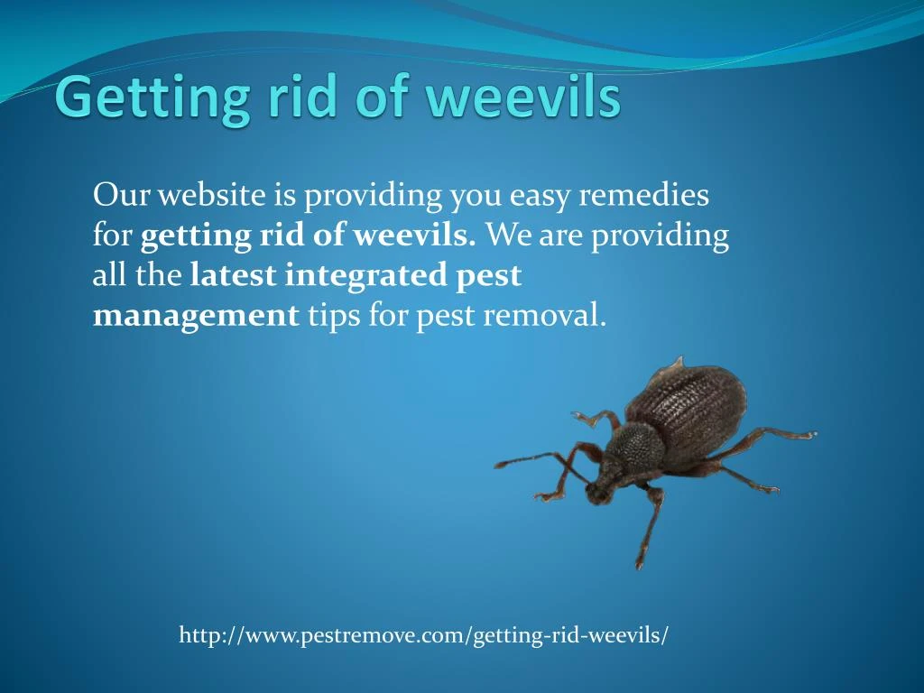 Ppt Getting Rid Of Weevils Powerpoint Presentation Free