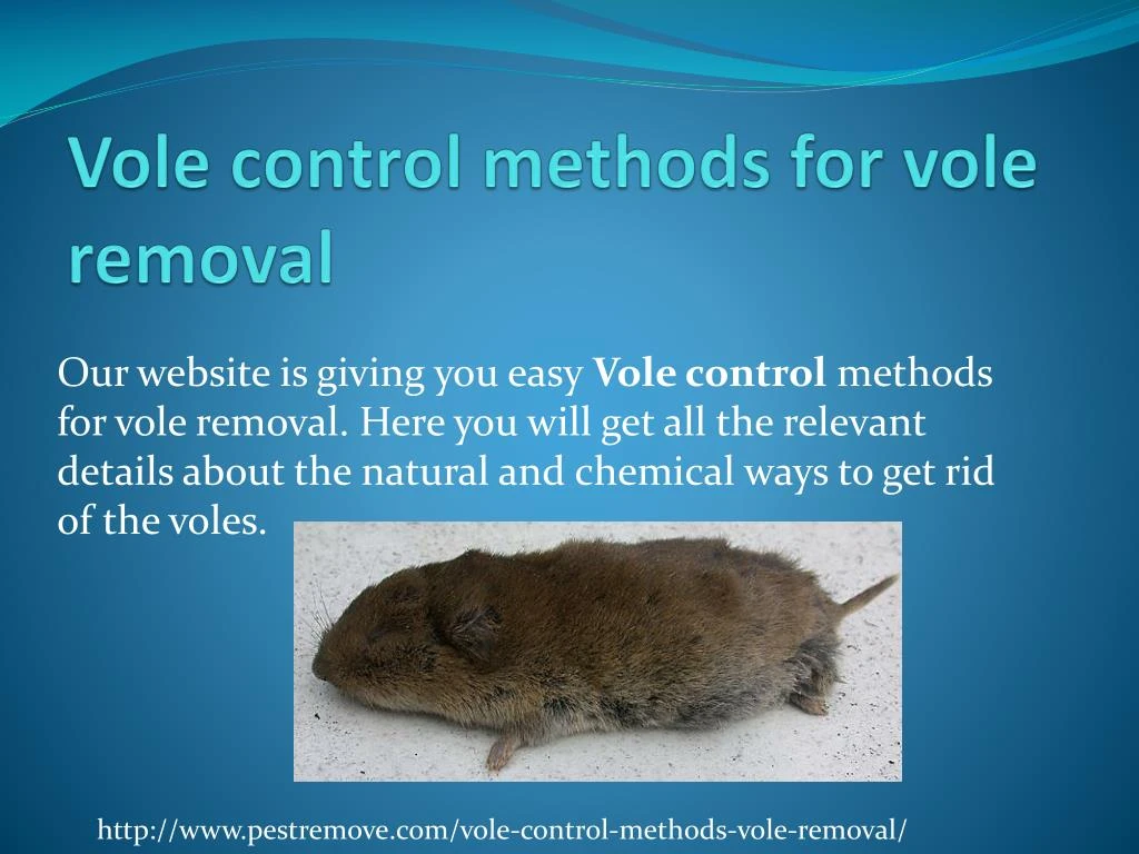 Ppt Vole Control Methods For Vole Removal Powerpoint Presentation Free Download Id7894527