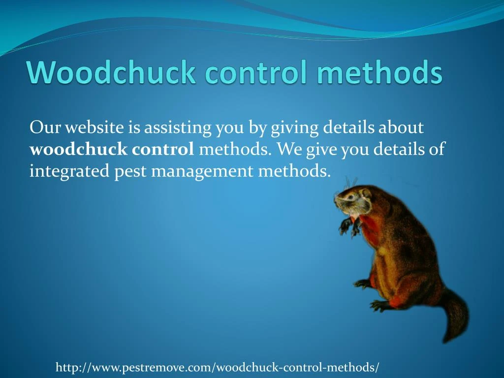 PPT WOODCHUCK CONTROL METHODS PowerPoint Presentation, free download