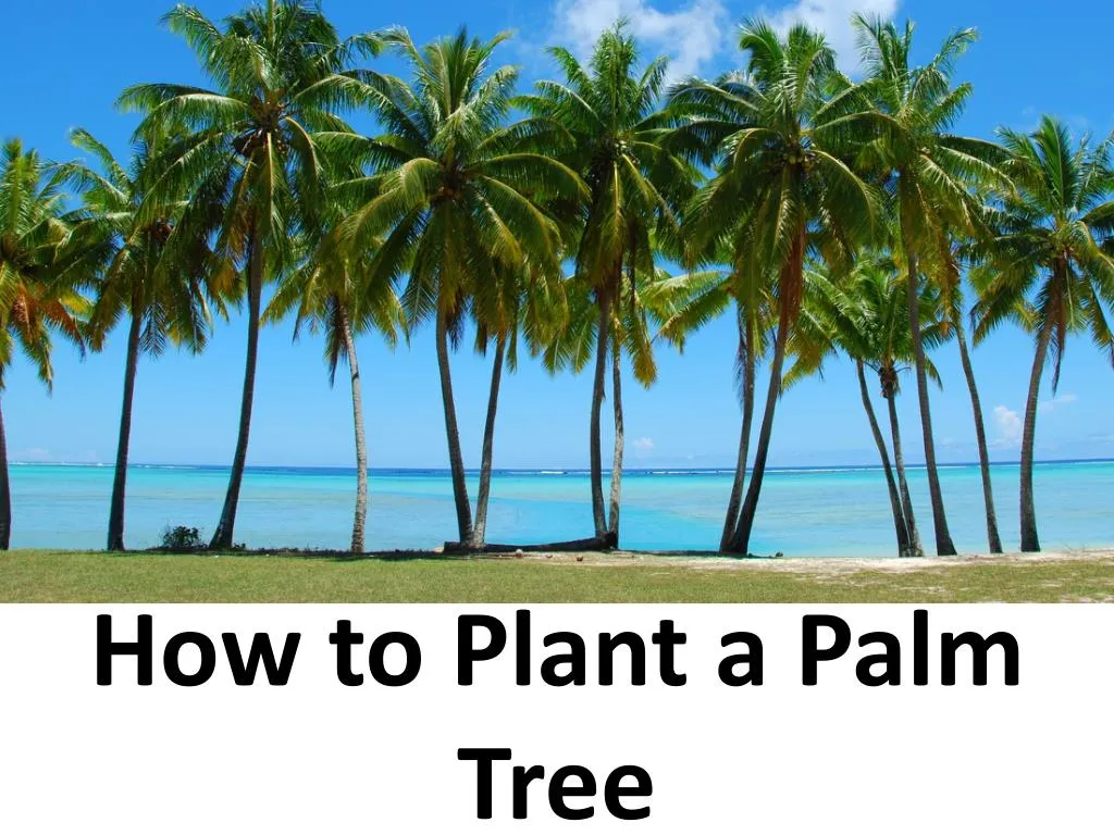 PPT How to Plant a Palm Tree PowerPoint Presentation, free download