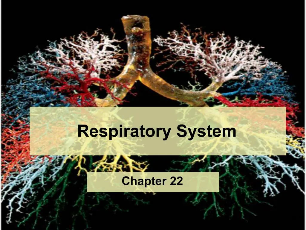 PPT - Respiratory System PowerPoint Presentation, Free Download - ID:791185