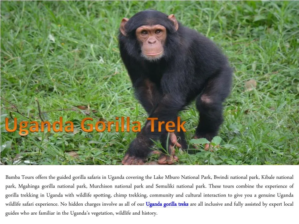 uganda gorilla trek n.