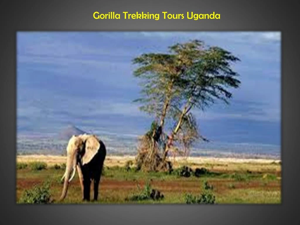 gorilla trekking tours uganda n.
