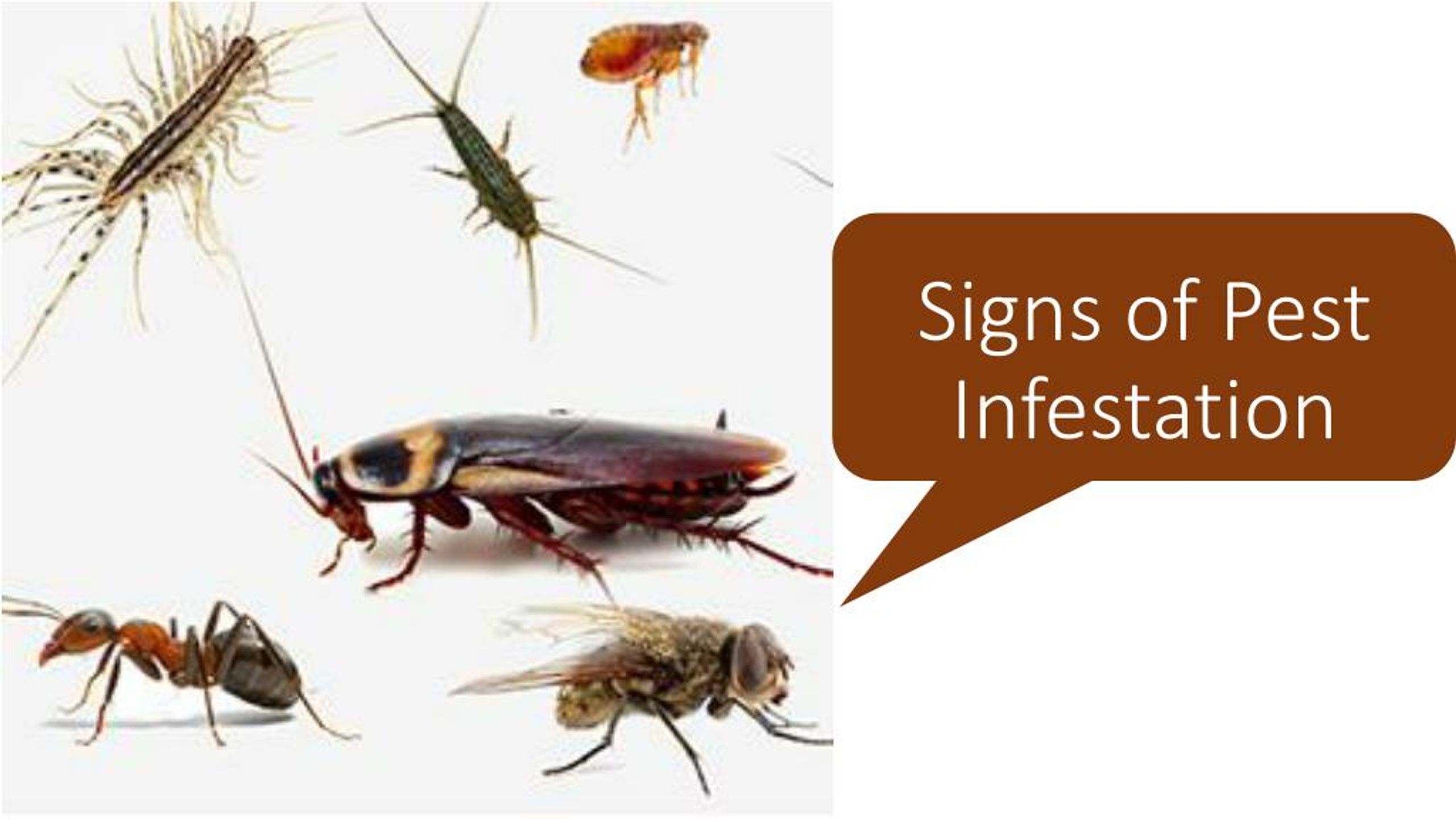 PPT - Signs of Pest infestation PowerPoint Presentation, free download ...