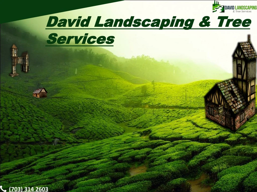 david landscaping tree david landscaping tree n.