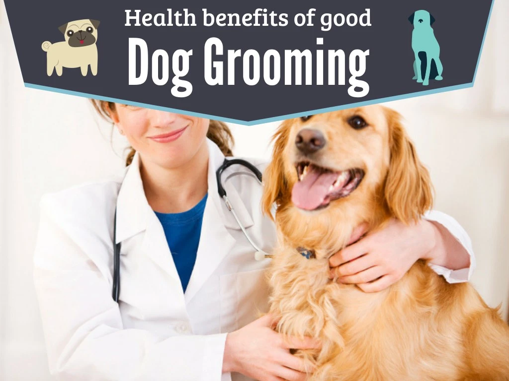 dog health and grooming