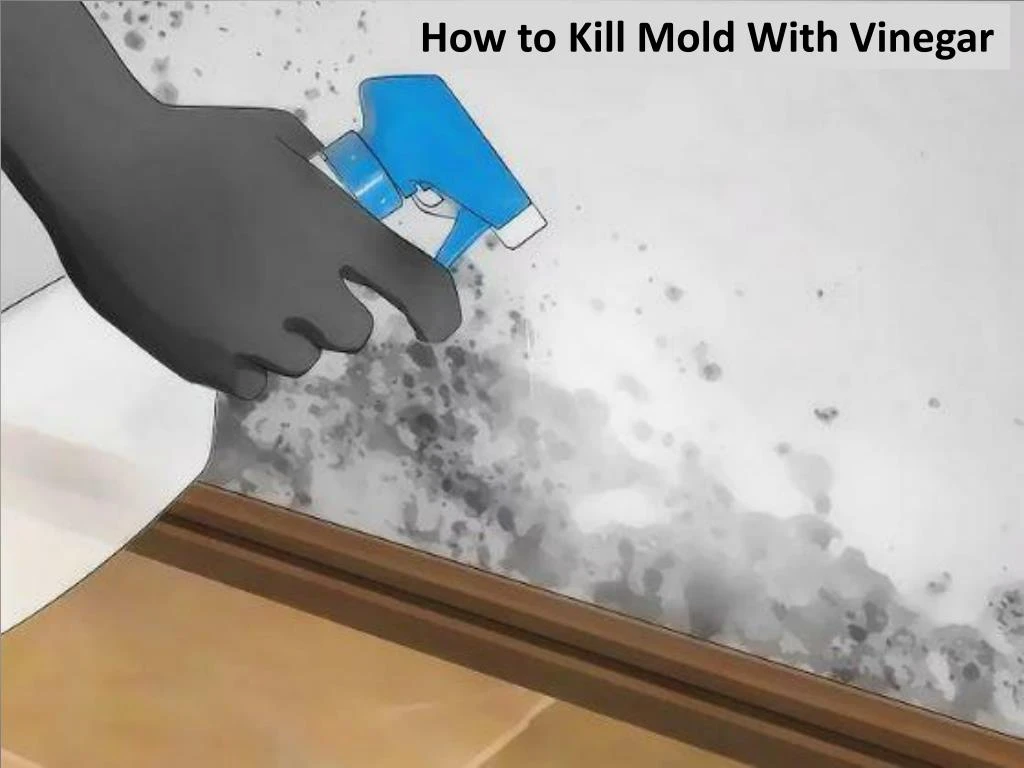 PPT How to Kill Mold with Vinegar by Carolina Water Damage