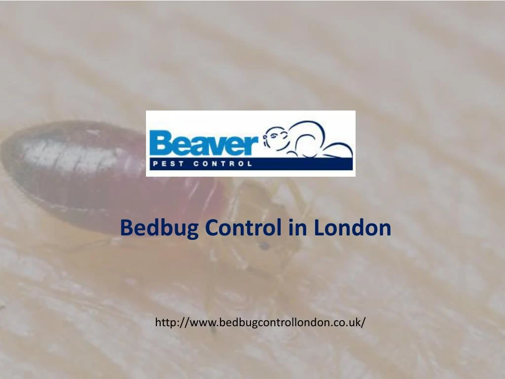 bedbug control in london n.