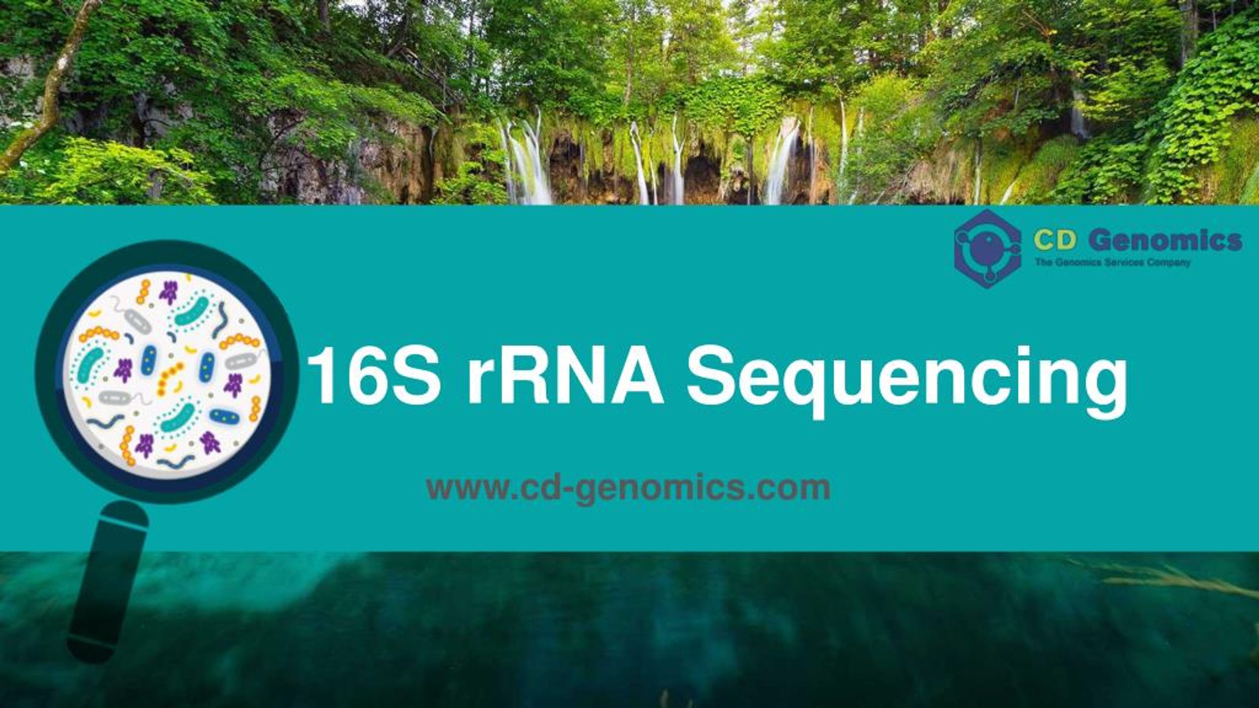 Ppt Workflow Of 16s Rrna Sequencing Powerpoint Presentation Free