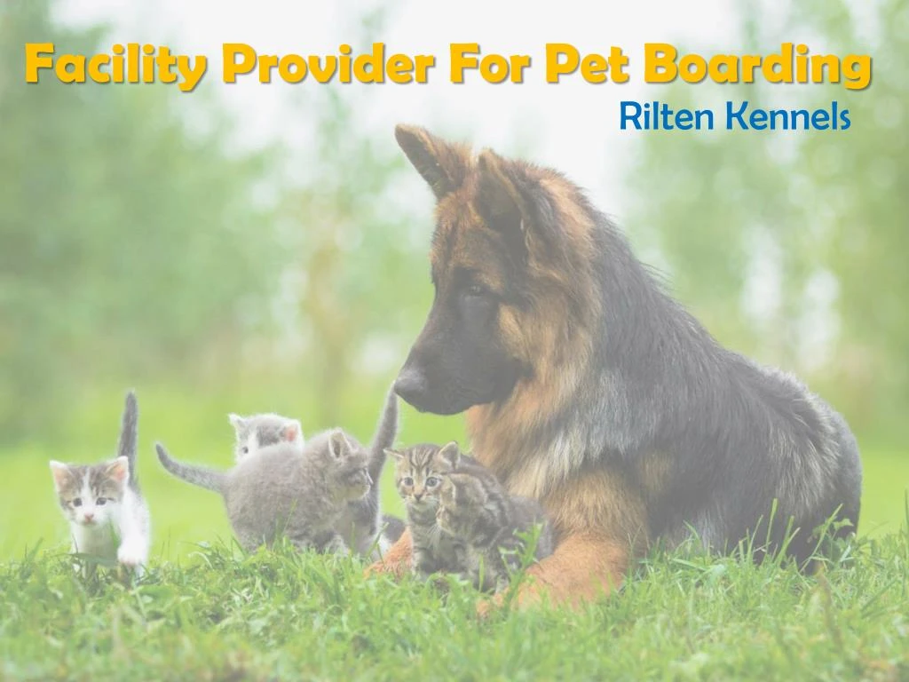 best boarding kennels