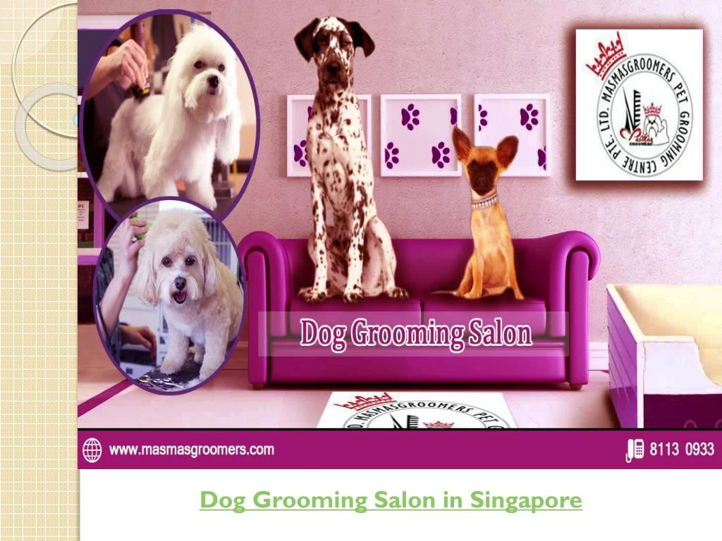 dog grooming salon in singapore n.
