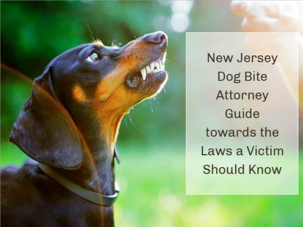 PPT - New Jersey Dog Bite Attorney Guide towards the Laws a Victim Should Know PowerPoint