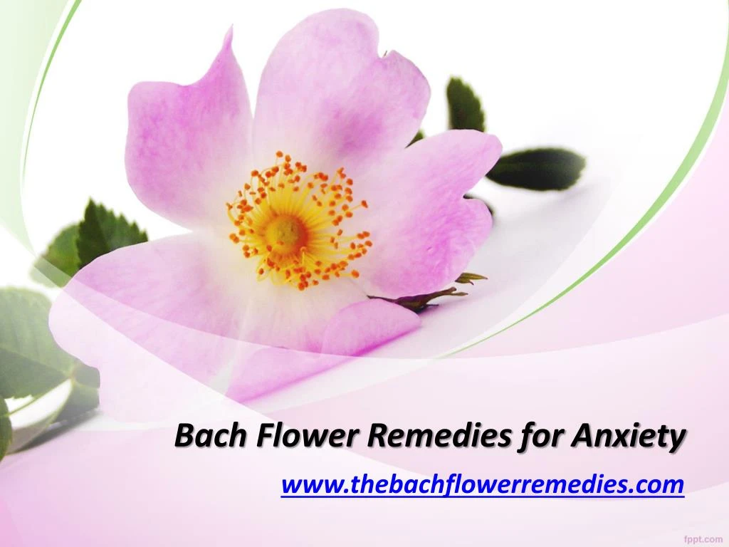 PPT - Bach Flower Remedies for Anxiety - www.thebachflowerremedies.com
