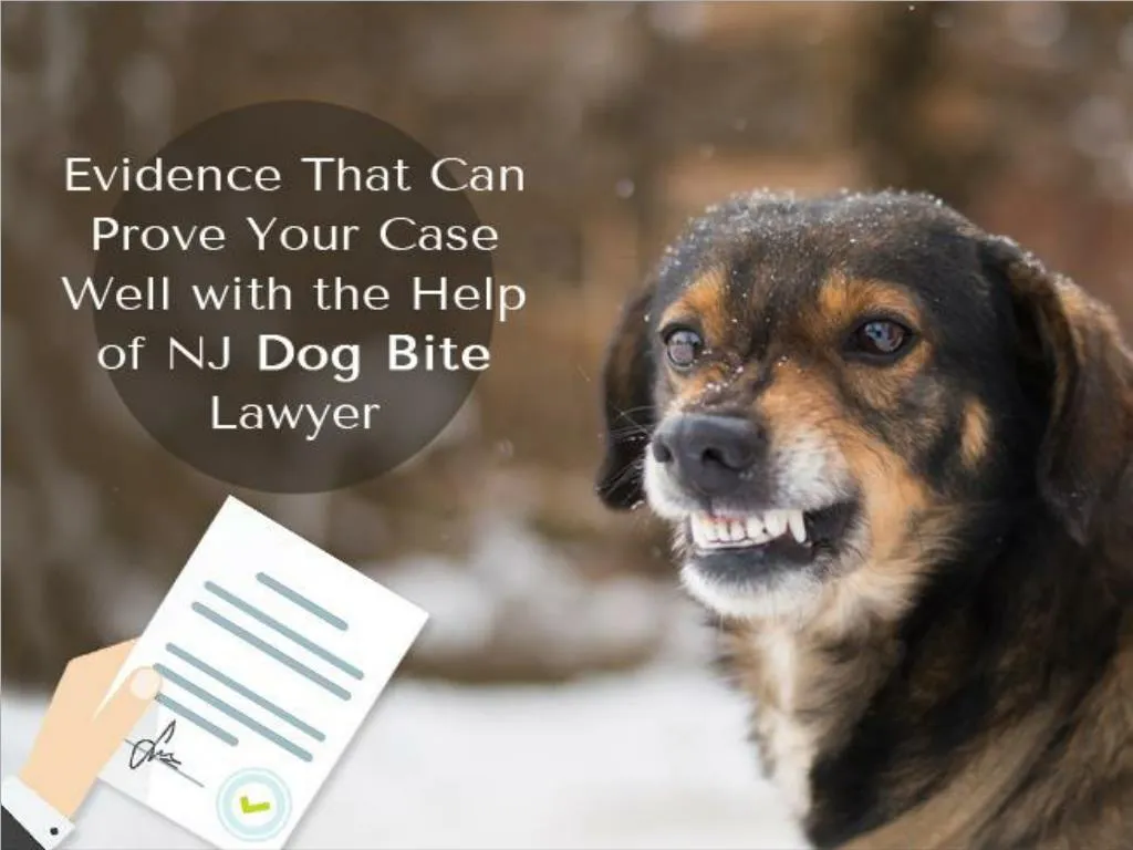 PPT - Evidence That Can Prove Your Case Well With The Help Of NJ Dog ...