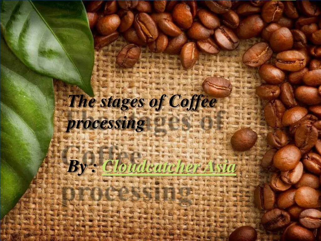the stag e s of coffee processing by cloudcatcher n.