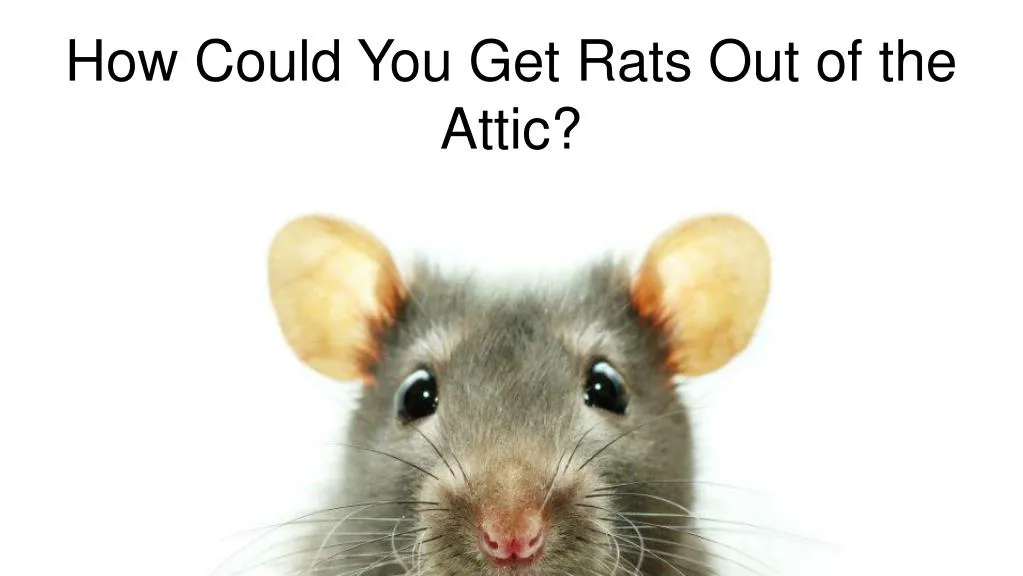 how could you get rats out of the attic n.