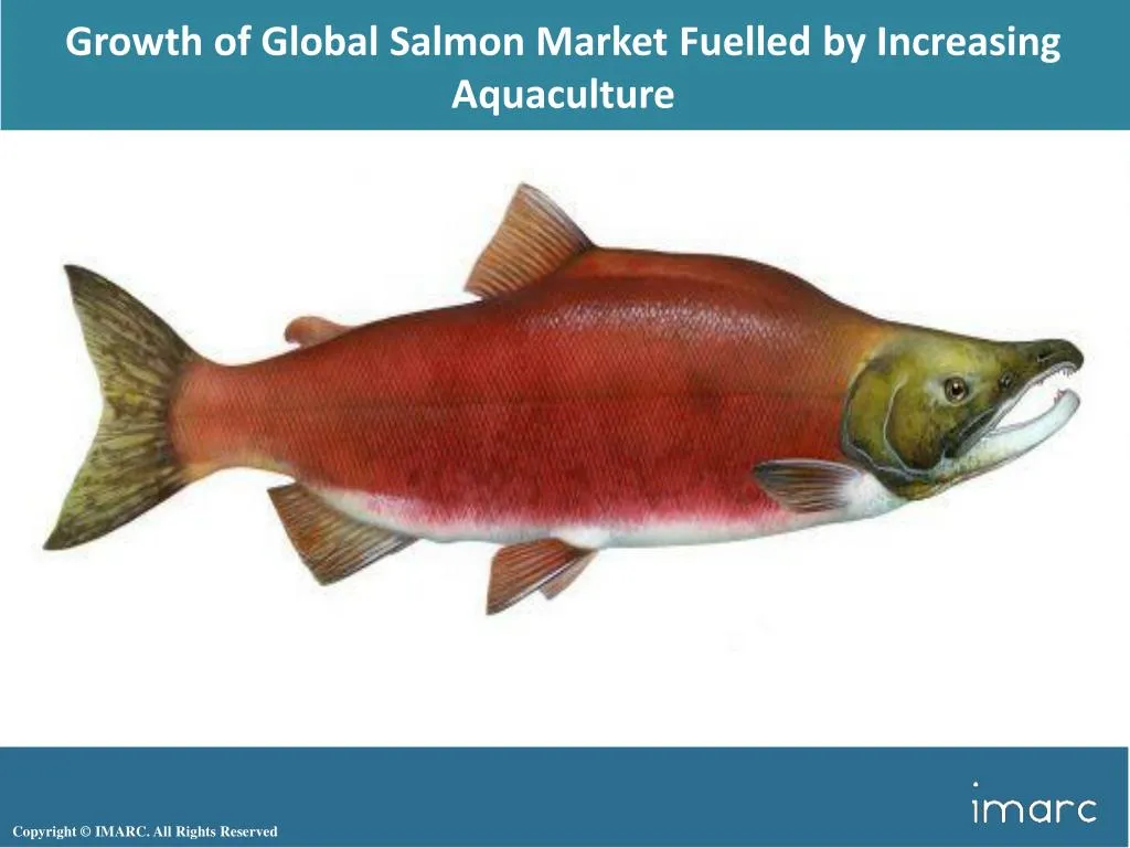 growth of global salmon market fuelled n.