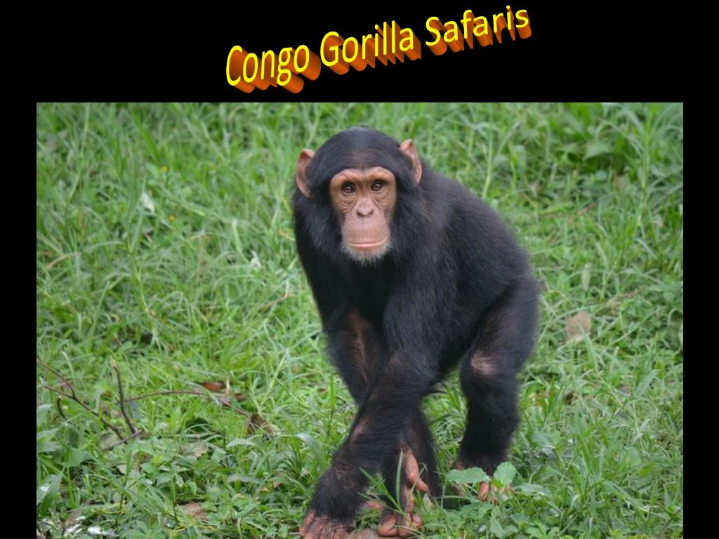 congo gorilla safaris n.