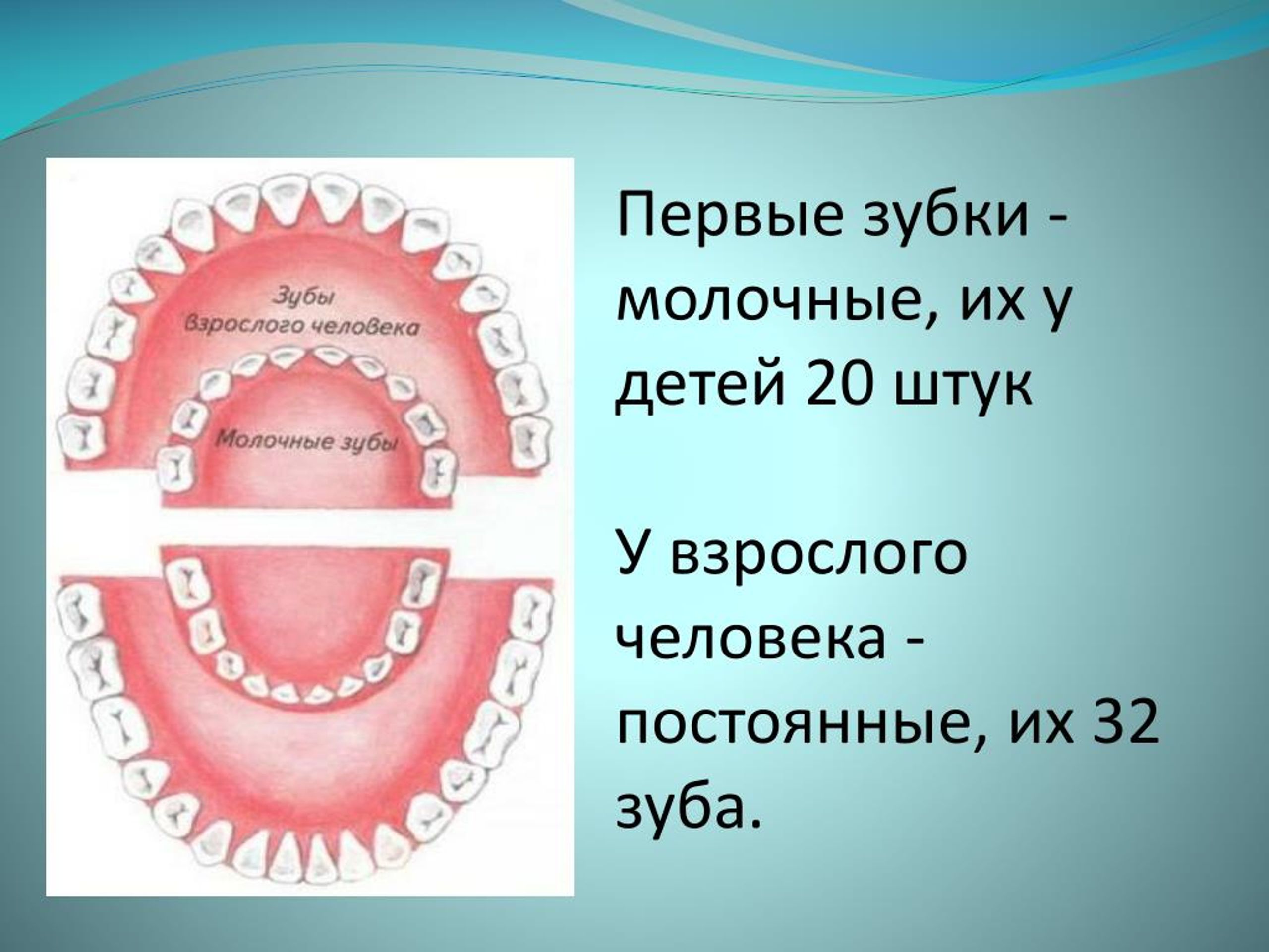 Какие зубы молочные фото