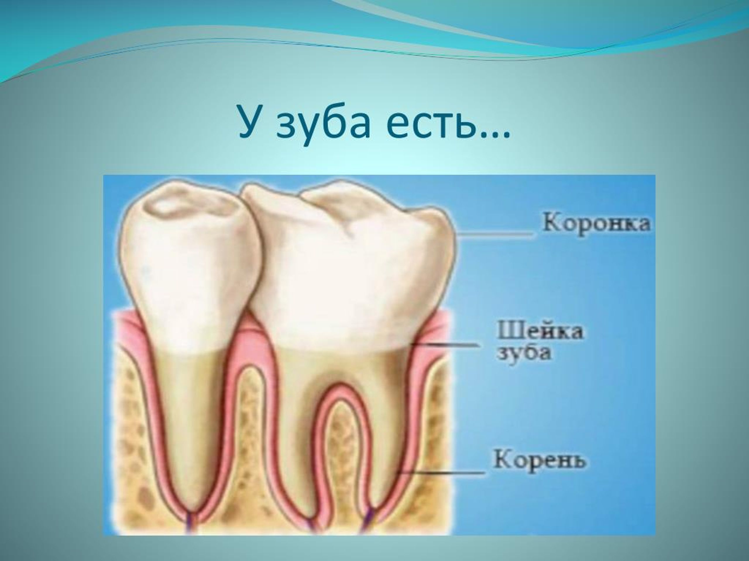 Зуб 8 корень. Анатомия зубов мудрости. Строение зубов человека.