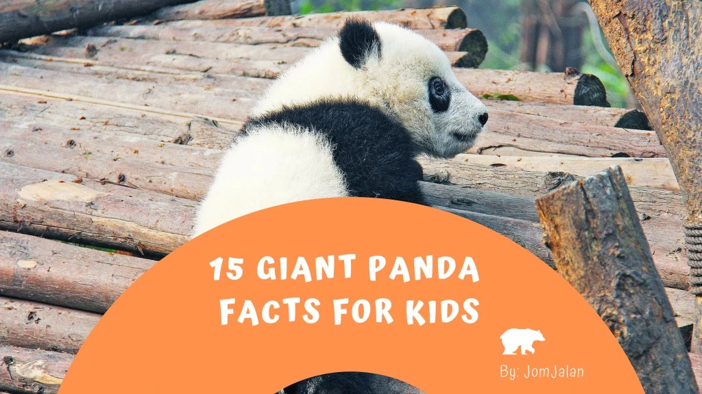 15 giant panda facts for kids n.