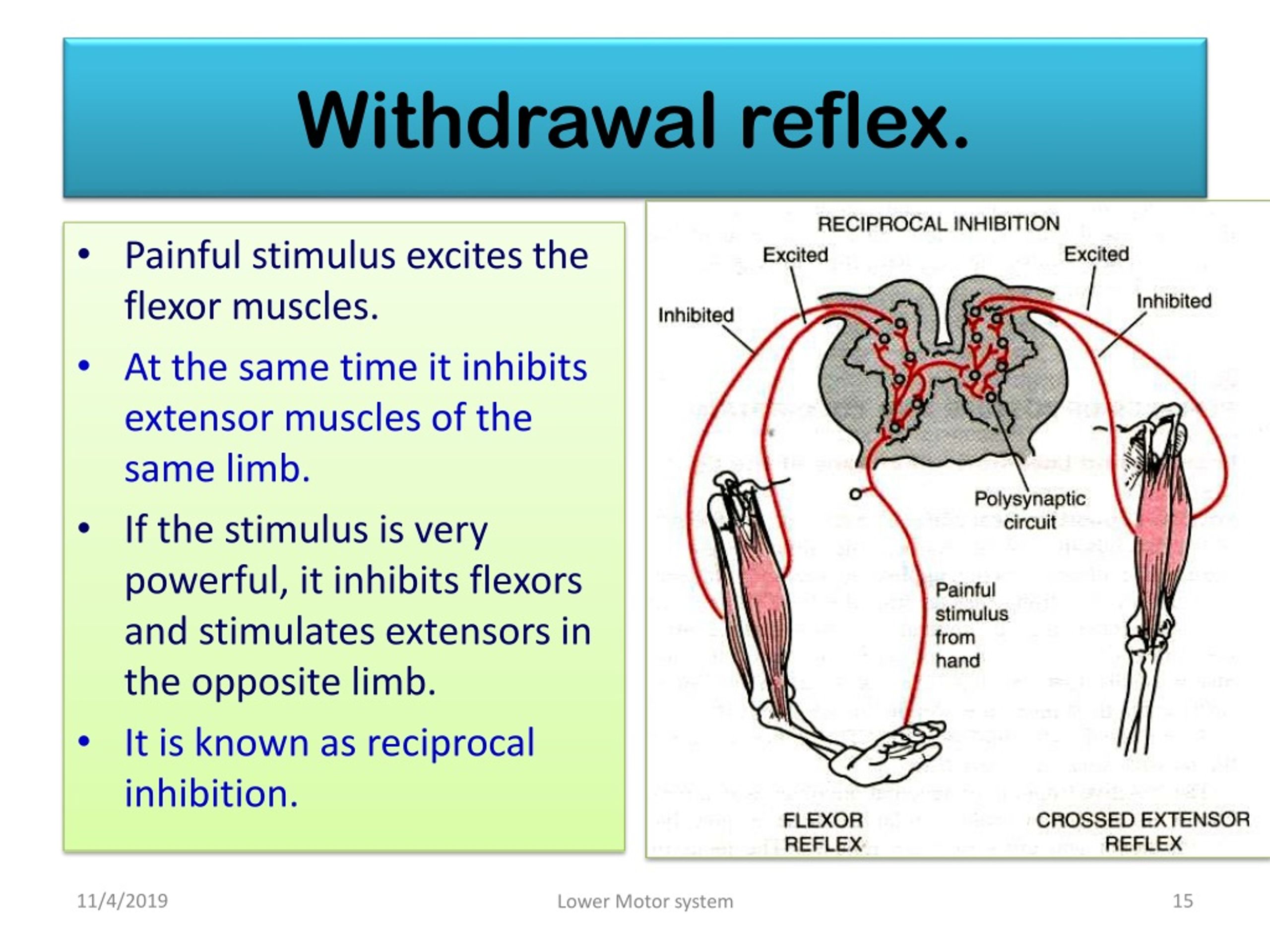 What Is Withdrawal Reflex