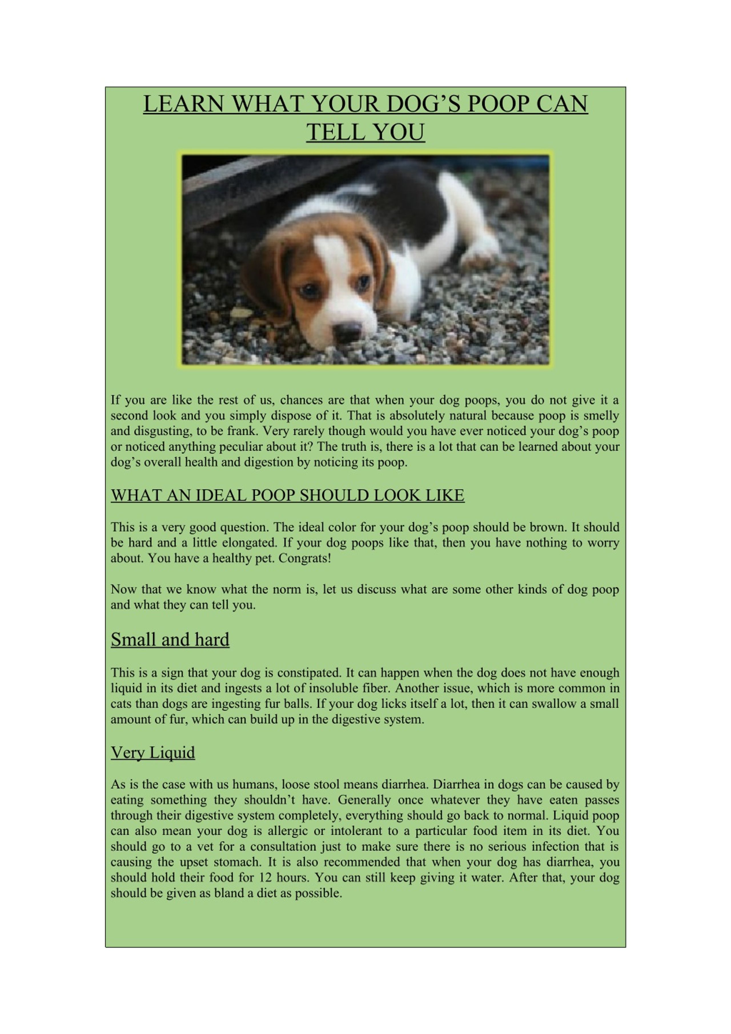 PPT LEARN WHAT YOUR DOG’S POOP CAN TELL YOU PowerPoint Presentation ID8144012