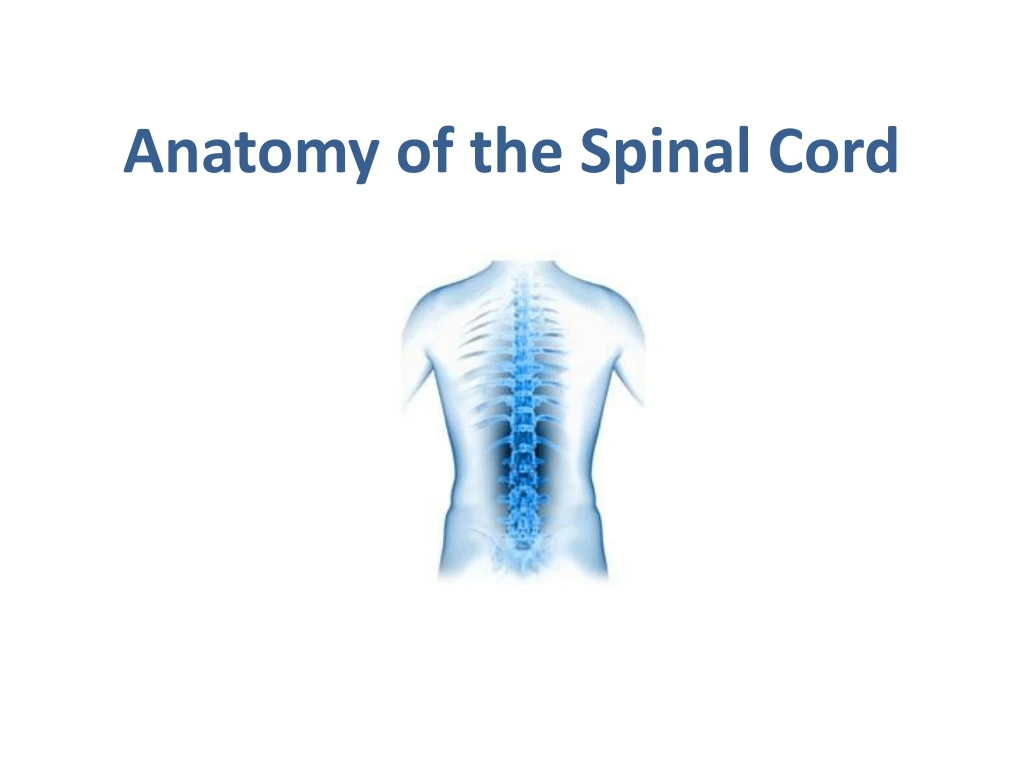 PPT - Anatomy Of The Spinal Cord PowerPoint Presentation, Free Download ...