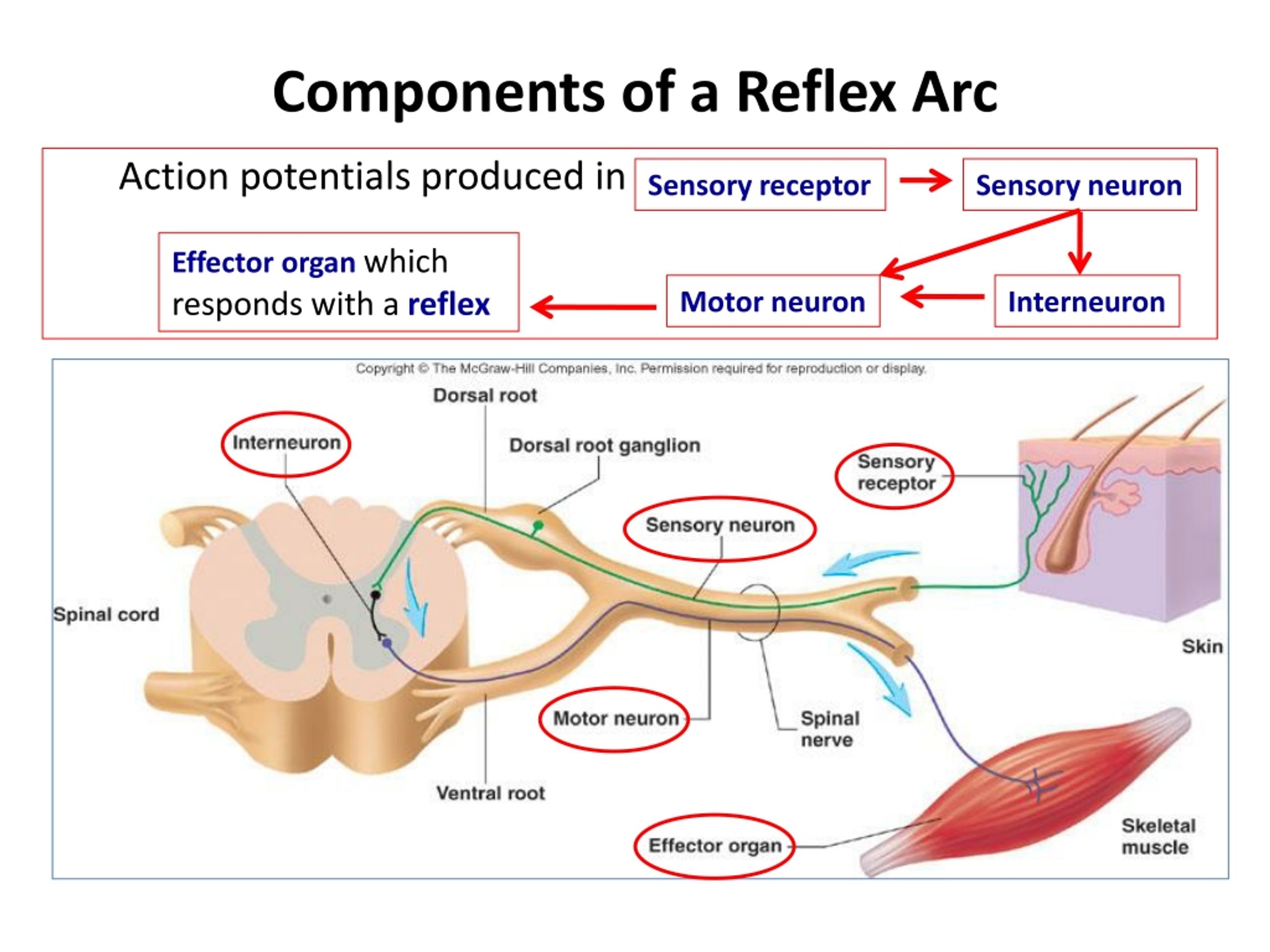 5 Components Of Reflex Arc