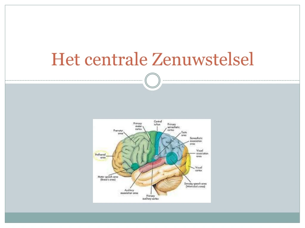 PPT - Het centrale Zenuwstelsel PowerPoint Presentation, free download