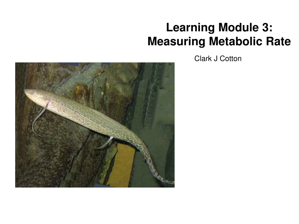 learning module 3 measuring metabolic rate n.