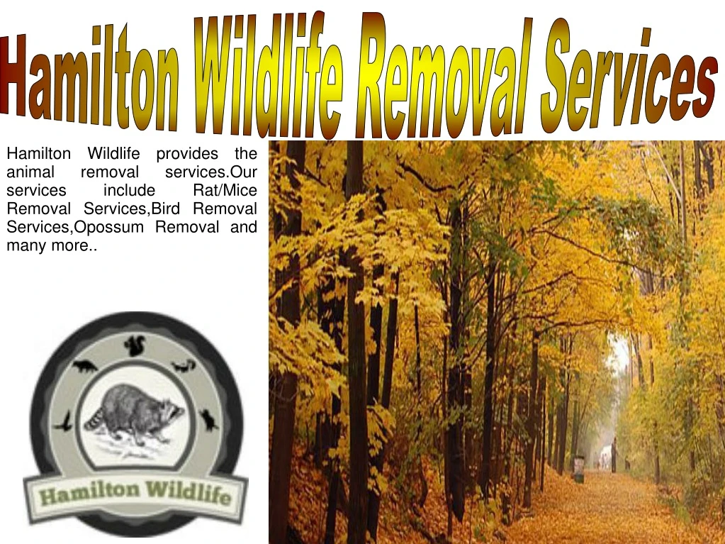 hamilton wildlife removal services n.