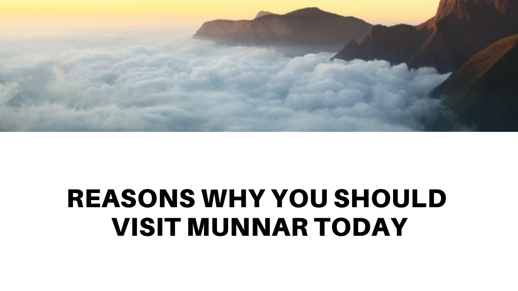 reasons why you should visit munnar today n.