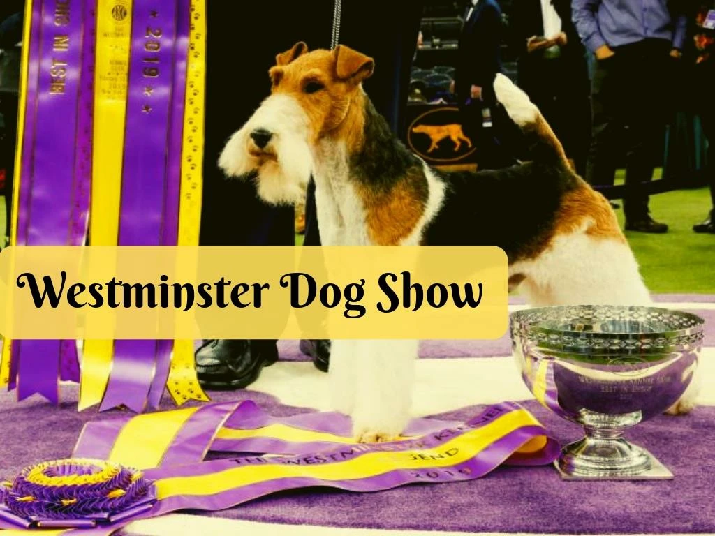 westminster dog show n.