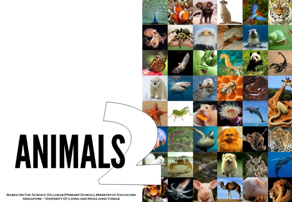science all about animals 2 n.