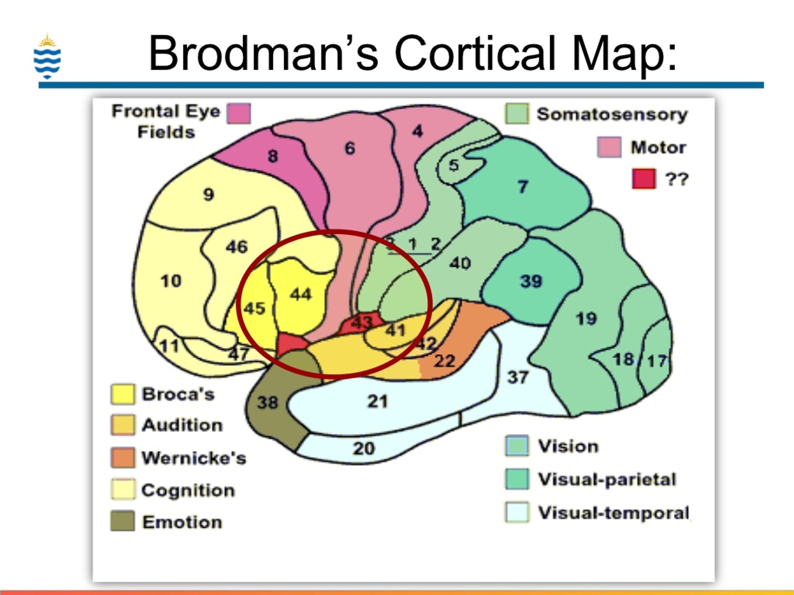 Brain zones