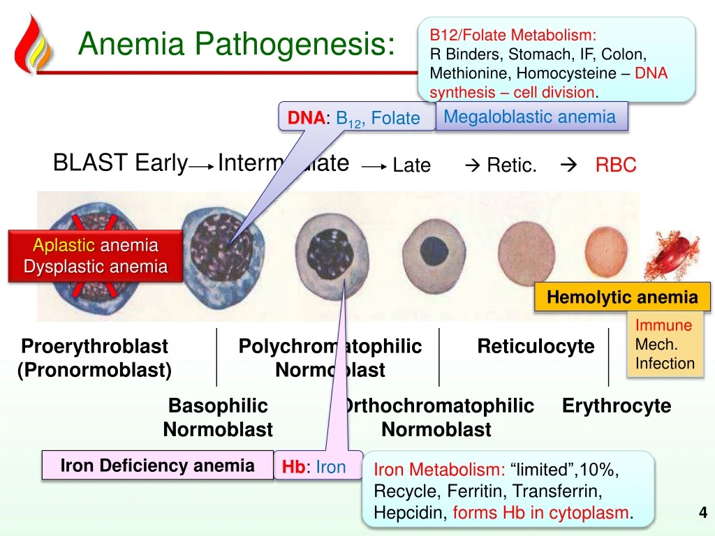 PPT Haem12 Deficiency anemias PowerPoint Presentation ID8201952
