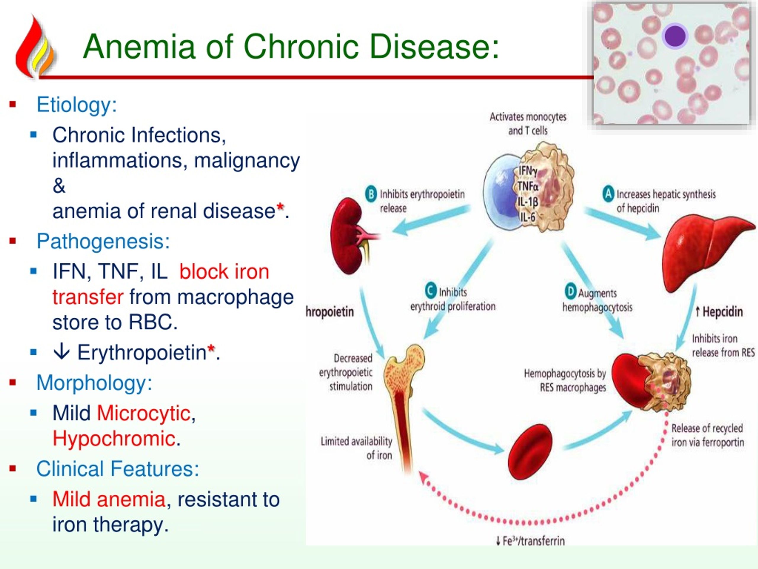 PPT Anemia2 Deficiency Anemias PowerPoint Presentation Free Download 