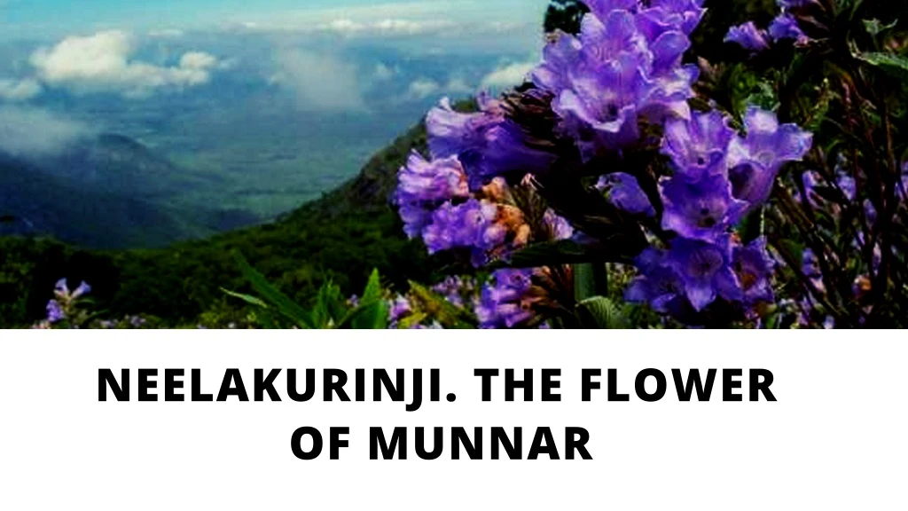 neelakurinji the flower of munnar n.