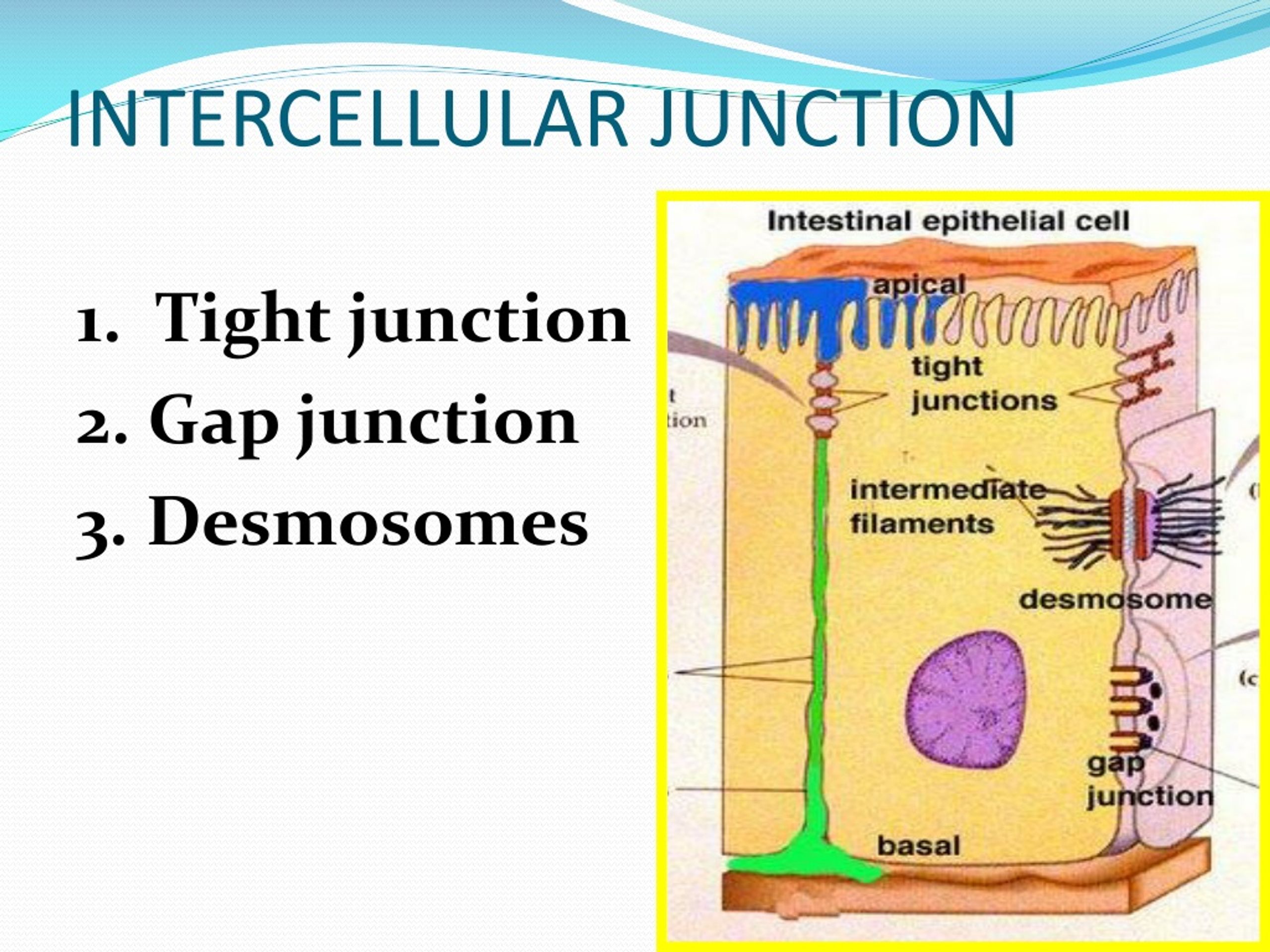 tight junctions desmosomes gap junctions