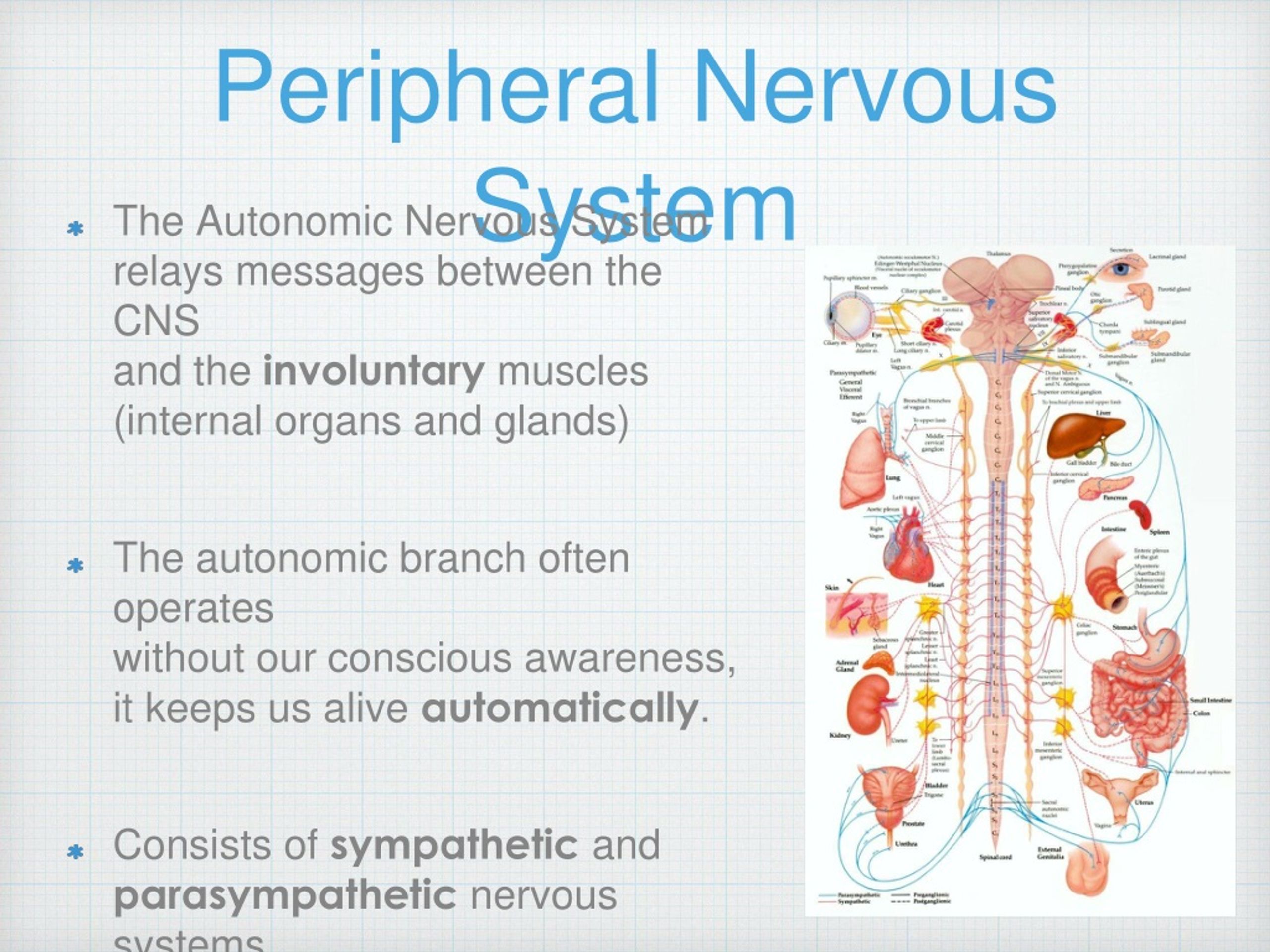 PPT - Unit 3 - Area of Study 1: How does the nervous system enable
