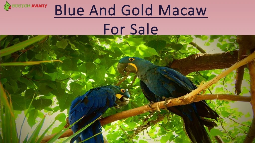 blue and gold macaw for sale n.