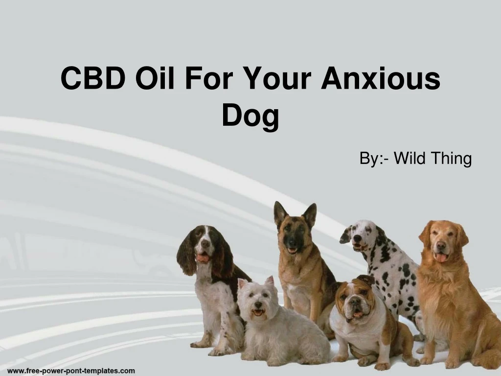 cbd oil for your anxious dog n.