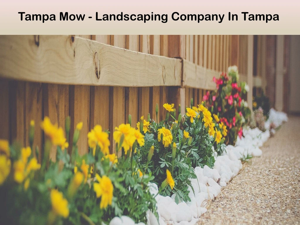 tampa mow landscaping company in tampa n.