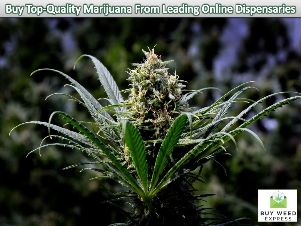 buy top quality marijuana from leading online n.